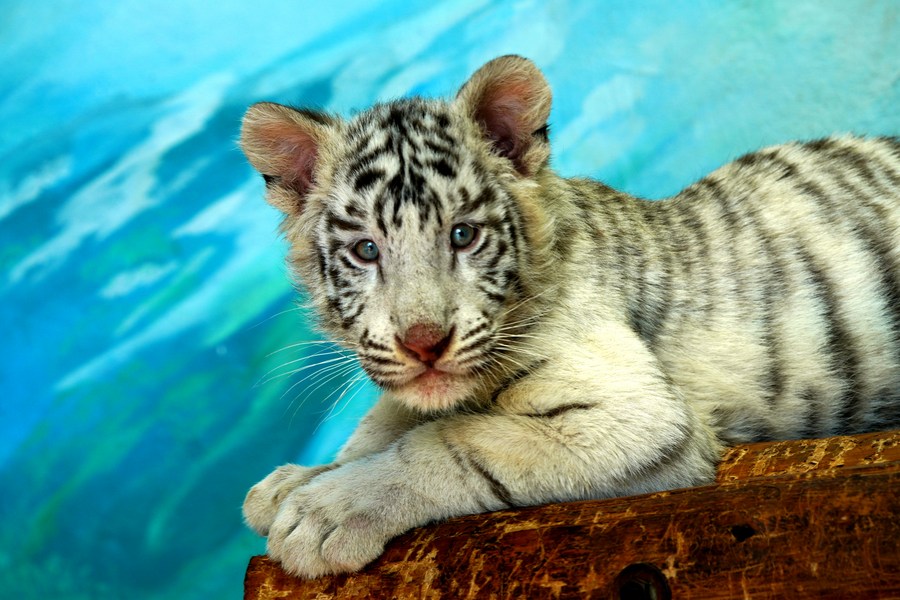 Young white tiger cub makes debut to visitors in central China zoo - CGTN
