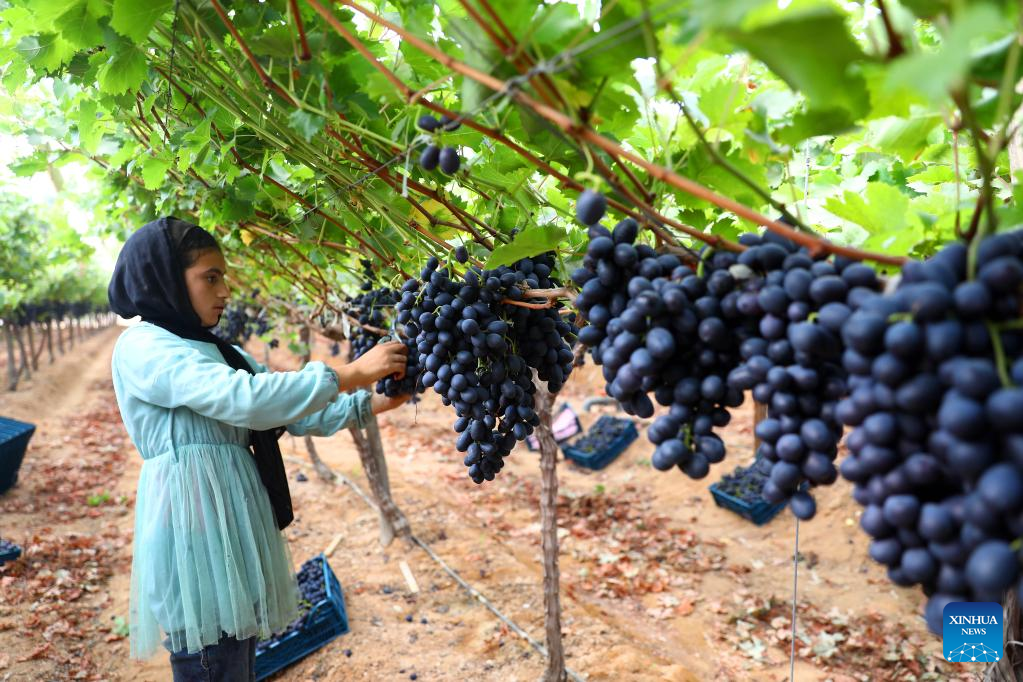 Grapes enter harvest season in Menoufia province, EgyptXinhua