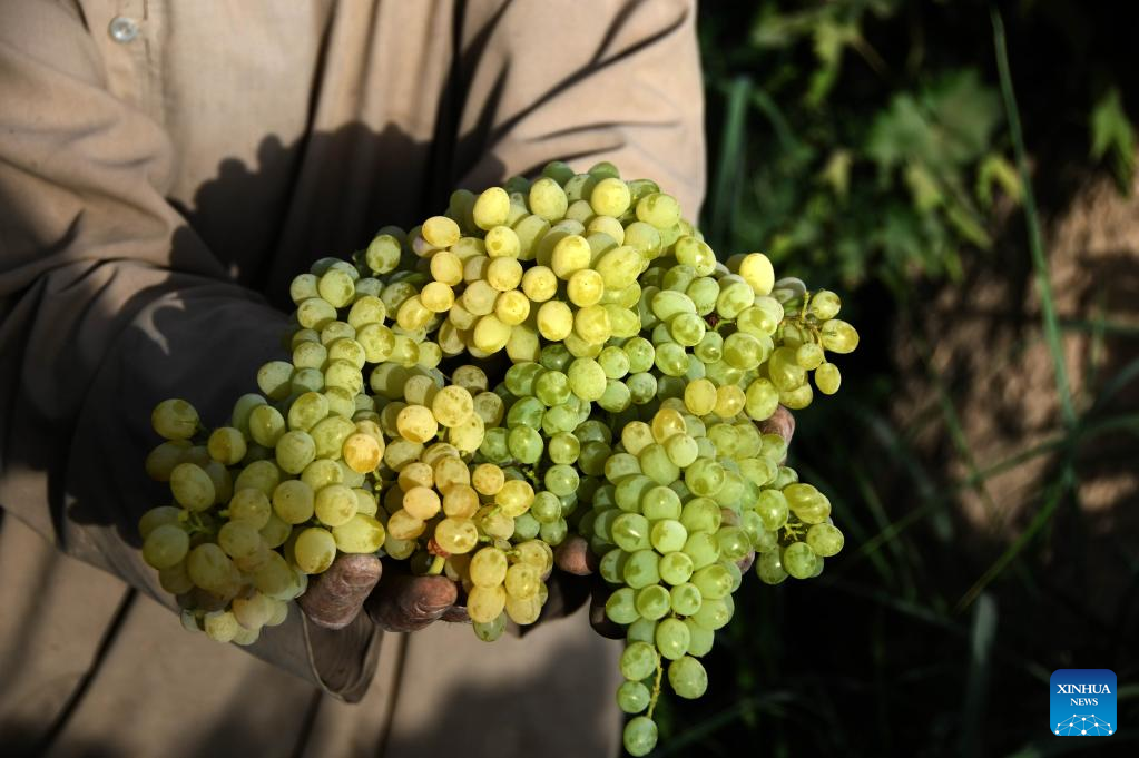 Grapes harvested from orchards in Kandahar, AfghanistanXinhua