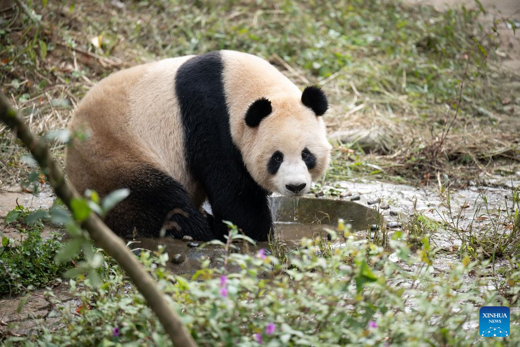 Two giant pandas leave China's breeding base for Qatar-Xinhua