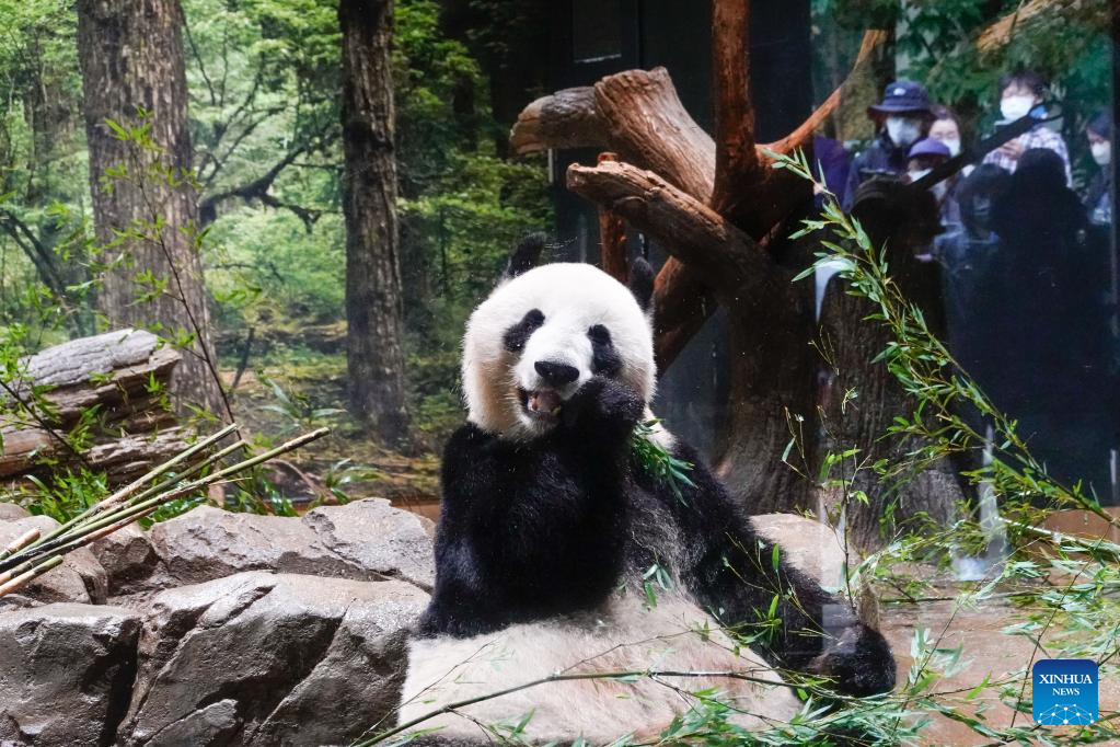 Feature Japanese Welcome 50th Anniversary Of Chinas Giant Pandas