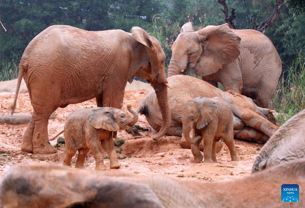 The barbaric capture of baby elephants for zoos in China shocks the world, Environment