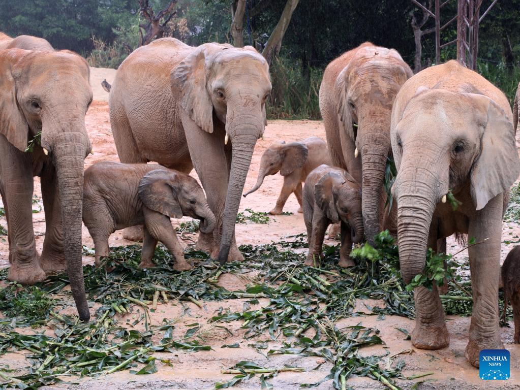 The barbaric capture of baby elephants for zoos in China shocks the world, Environment