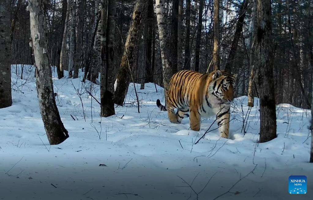 tigers in the forest