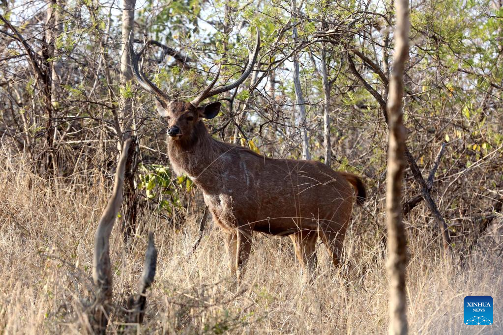 Wildlife at Panna National Park in Madhya Pradesh, India-Xinhua