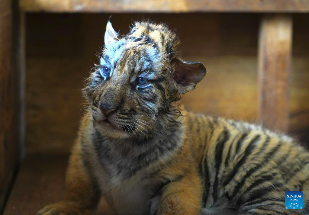 InPics: Over 10 newborn Siberian tiger cubs born in northeast China's  breeding base this year-Xinhua