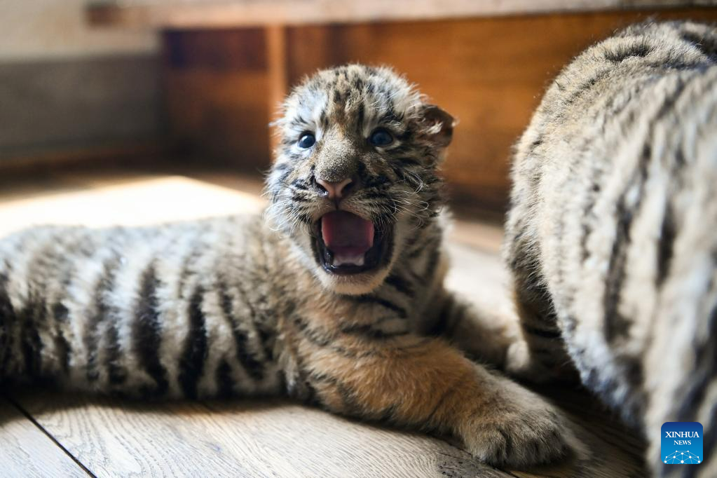 InPics: Over 10 newborn Siberian tiger cubs born in northeast China's  breeding base this year-Xinhua