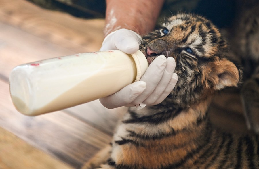 InPics: Over 10 newborn Siberian tiger cubs born in northeast China's  breeding base this year-Xinhua