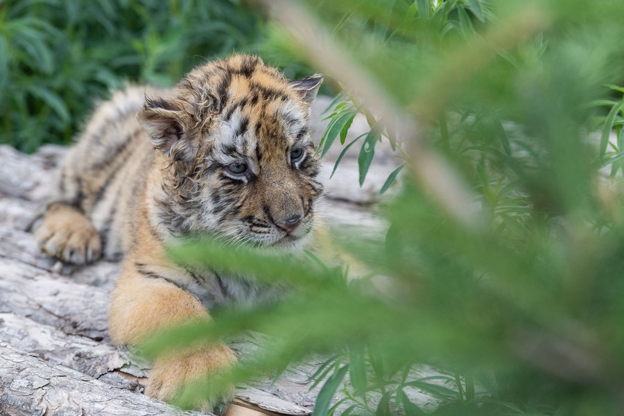 InPics: Over 10 newborn Siberian tiger cubs born in northeast China's  breeding base this year-Xinhua