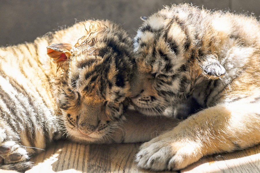 Siberian tiger cubs play at Yunnan Wild Animal Park in Kunming-Xinhua