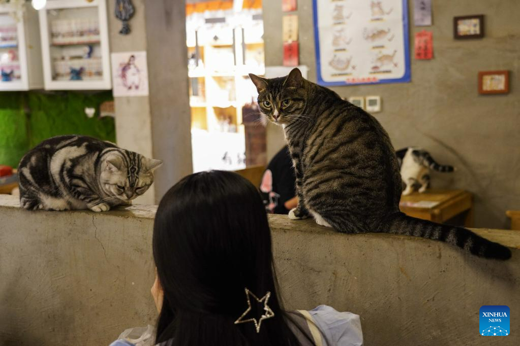 Shanghai's Best Cat Cafe - UnTour Food Tours