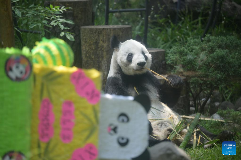 Giant Panda Xin Xin Celebrates 33rd Birthday In Mexico Xinhua 5433