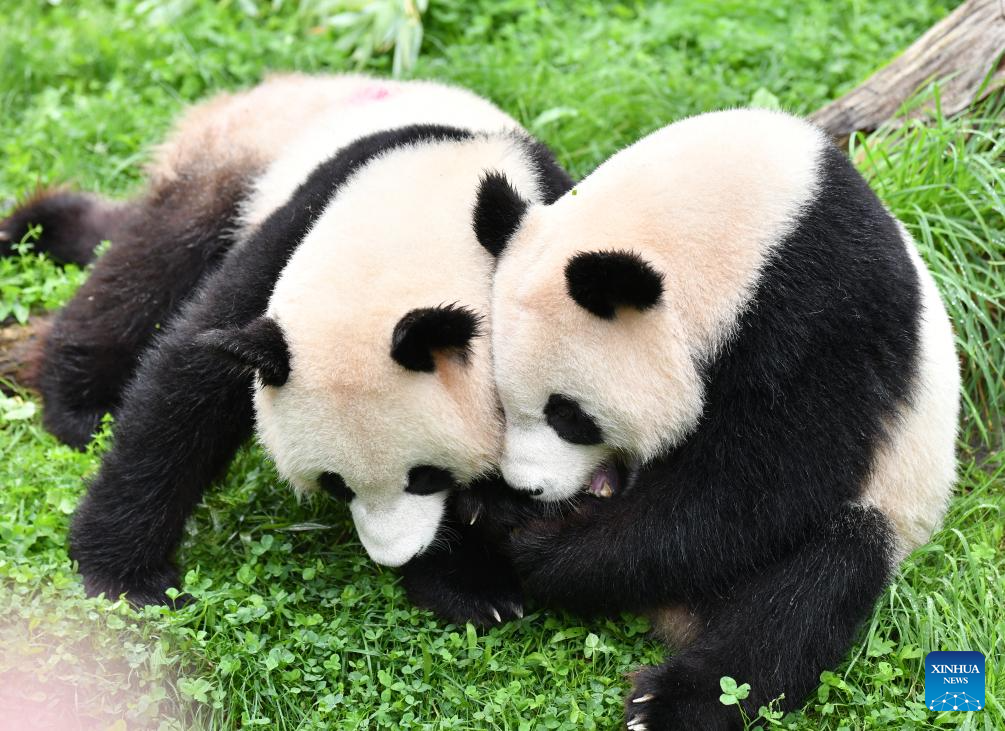 Berlin zoo's twin panda cubs celebrate 1st birthday - The Mainichi