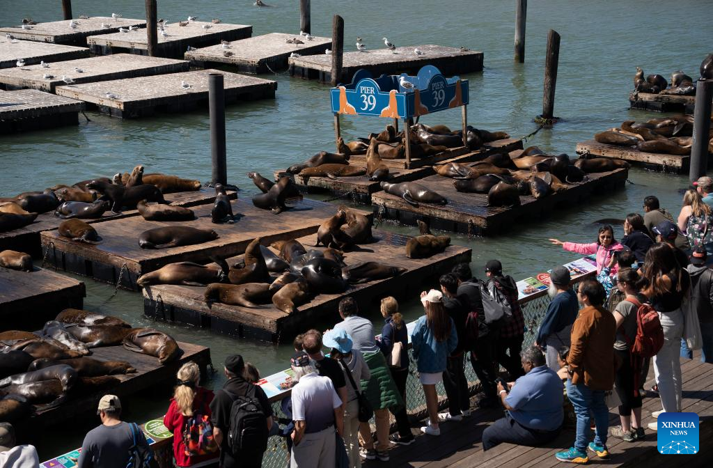 Premium Photo  Sea lions in pier 39, san francisco, state of california