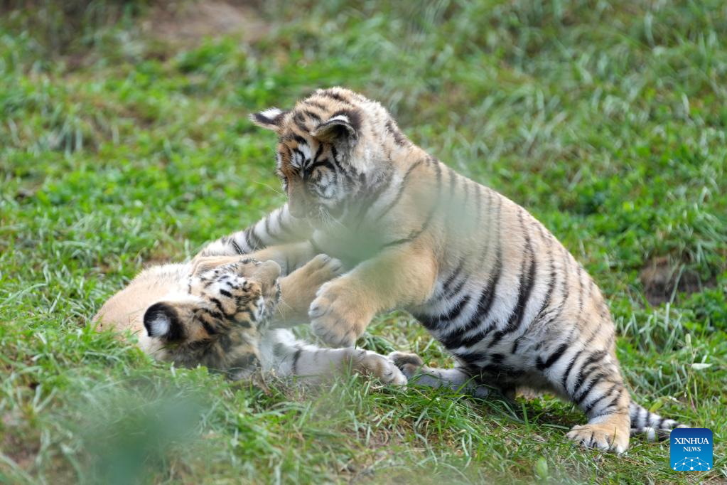 Latest travel itineraries for Hengdaohezi Siberian Tiger Park in December  (updated in 2023), Hengdaohezi Siberian Tiger Park reviews, Hengdaohezi  Siberian Tiger Park address and opening hours, popular attractions, hotels,  and restaurants near