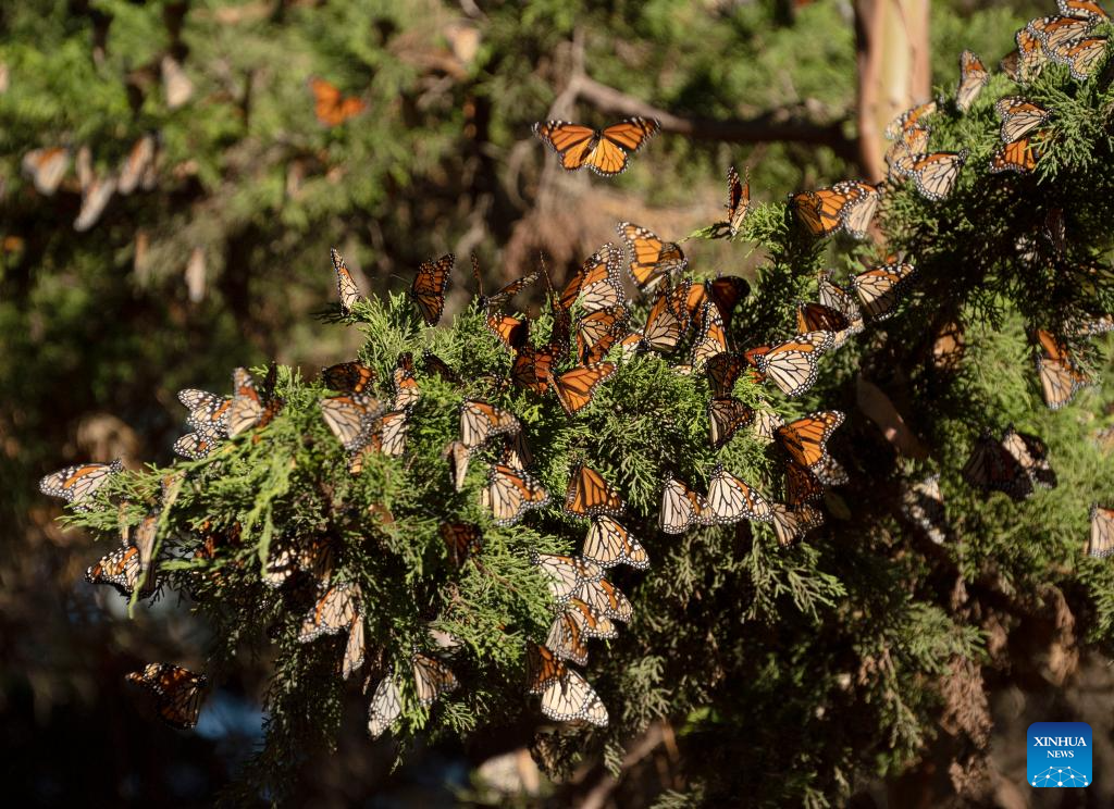 In pics western monarch butterflies in forest of California Xinhua