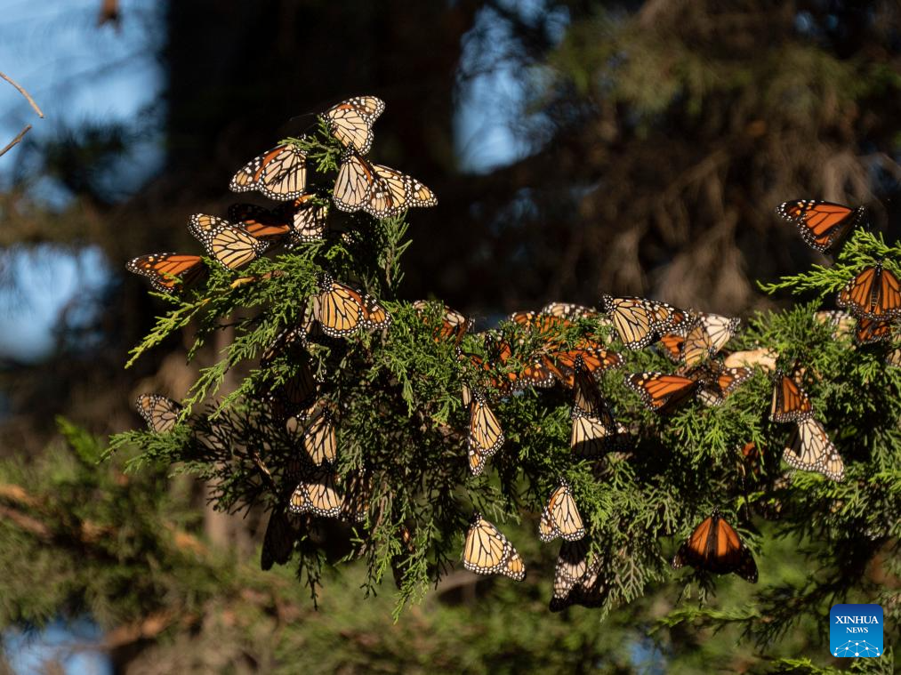 In pics western monarch butterflies in forest of California Xinhua