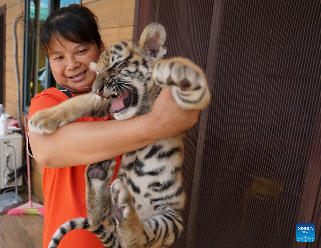 2024Family with Tigers大山3 2024Family with Tigers大山3 Rare twin tiger cubs make debut