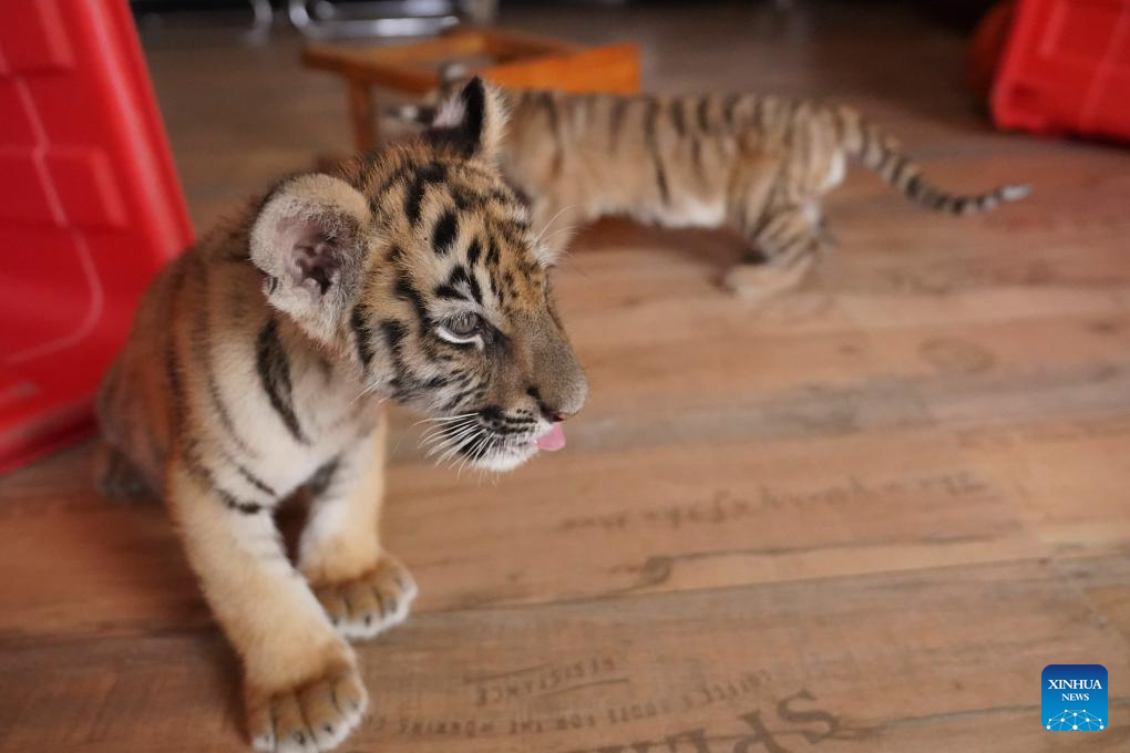 In pics: Siberian tiger cubs at wildlife zoo in China's Jiangxi-Xinhua