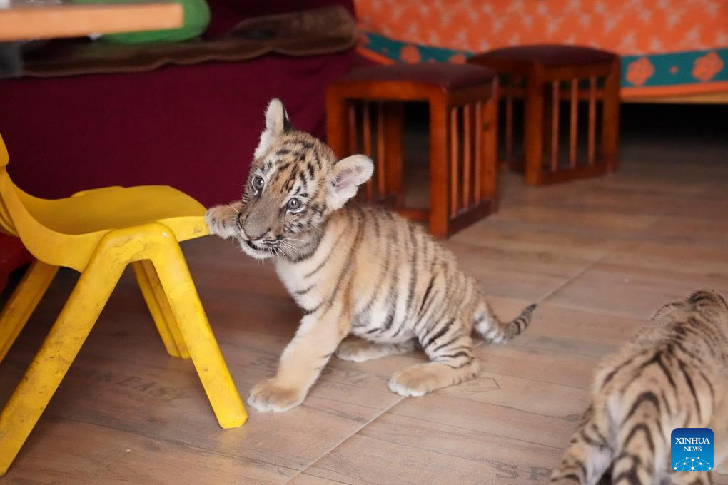 In pics: Siberian tiger cubs at wildlife zoo in China's Jiangxi-Xinhua