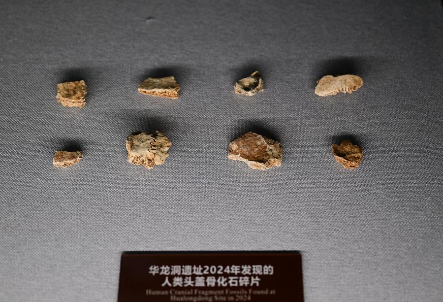 Update: China Discovers Landmark Human Evolution Fossils-Xinhua