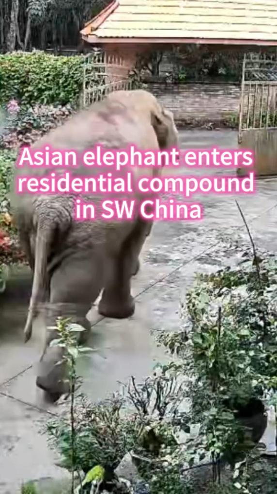 Asian elephant enters residential compound in SW China