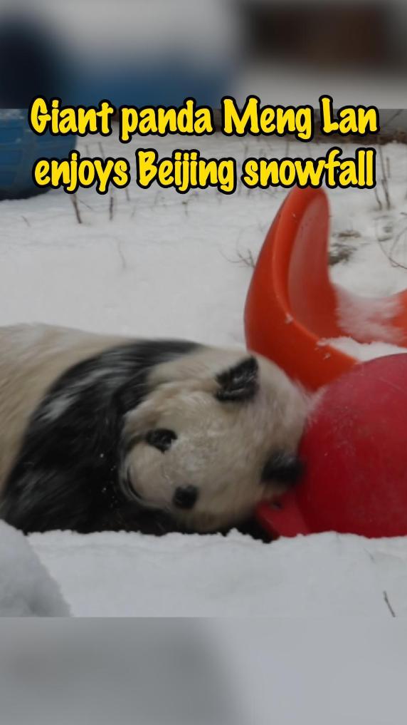 Giant panda Meng Lan enjoys Beijing snowfall