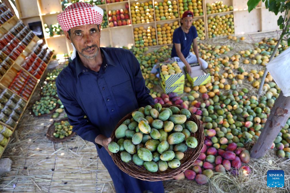 Farmers harvest mangos at farm in EgyptXinhua