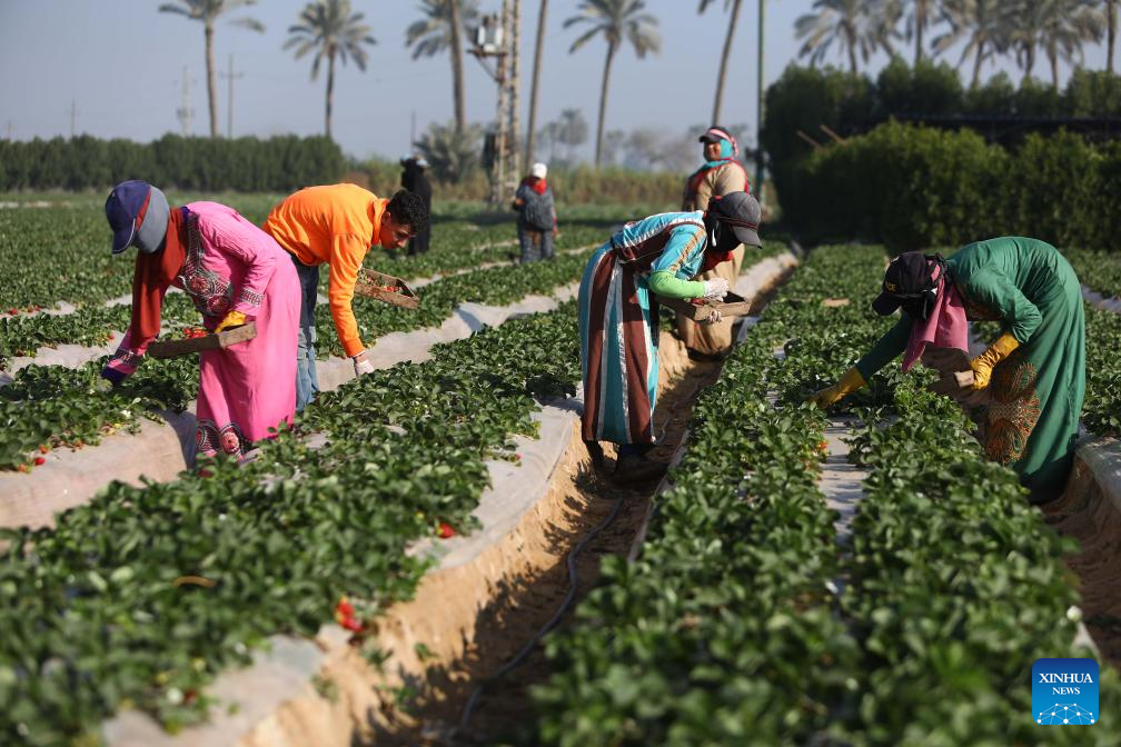 Farmers harvest strawberries in EgyptXinhua