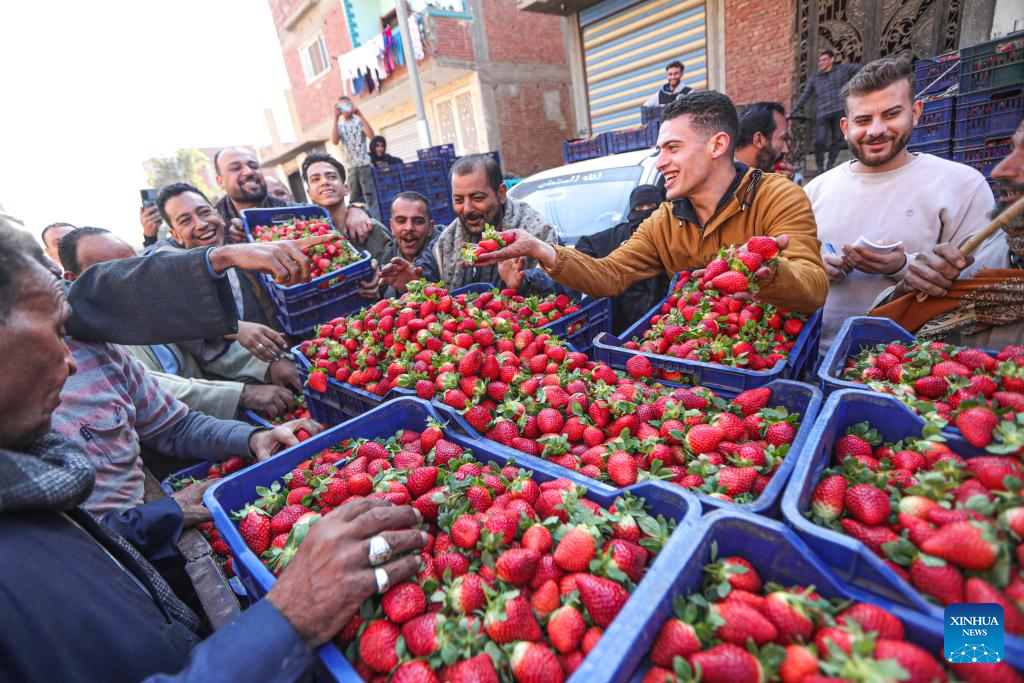 Farmers harvest strawberries in EgyptXinhua