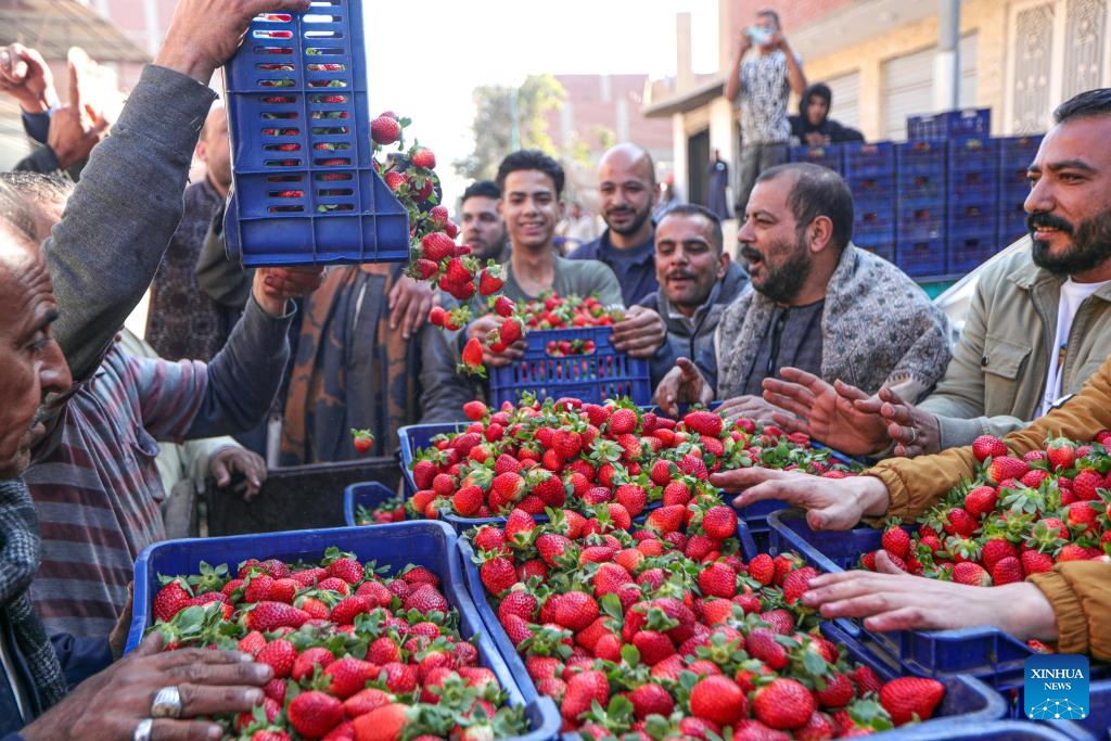 Farmers harvest strawberries in EgyptXinhua