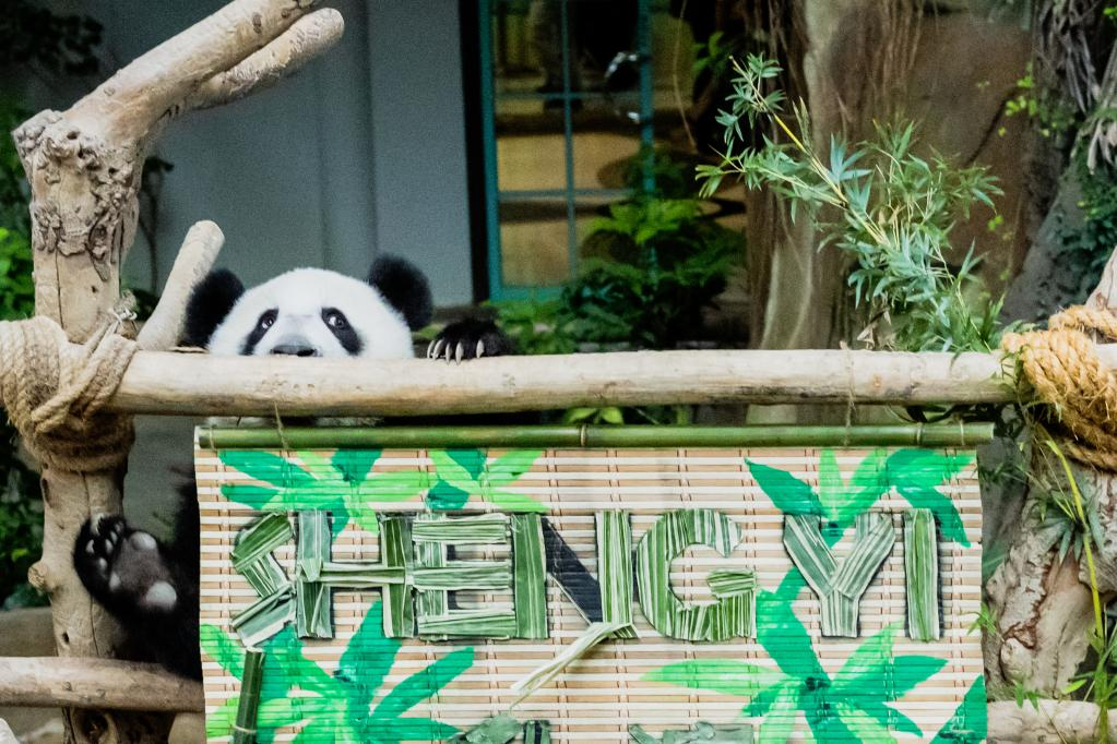 Rd Locally Born Giant Panda Cub In Malaysia Named Sheng Yi Xinhua