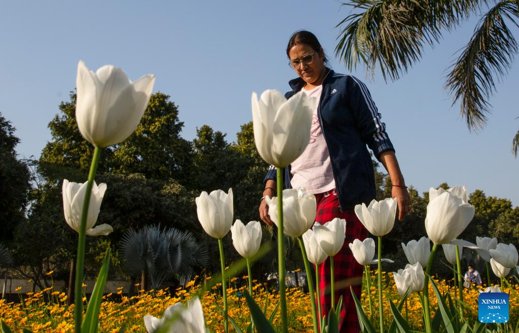Tulips in bloom in New Delhi, IndiaXinhua