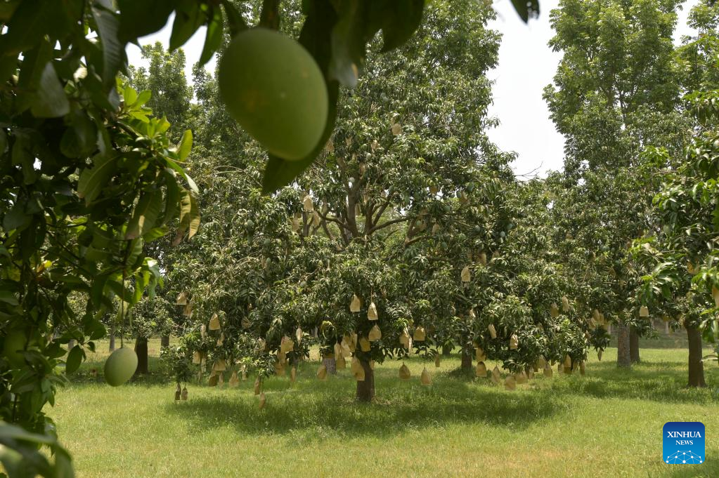 Mangoes harvested in Chapainawabganj, BangladeshXinhua