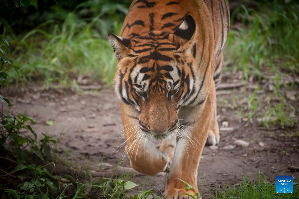 14th International Tiger Day marked in Lalitpur, NepalXinhua