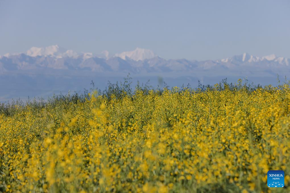 NW China S Zhaosu County Enters Peak Tourism Season In Summer Xinhua