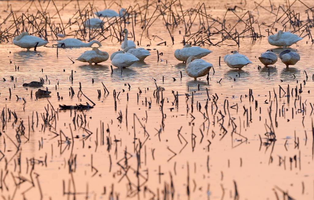 In Pics Migratory Birds At Sanctuary By Poyang Lake In East China Xinhua