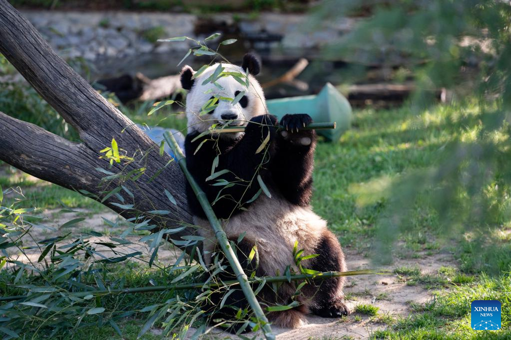 Giant Pandas At U.S. Smithsonian's National Zoo All Healthy, Chinese, U ...