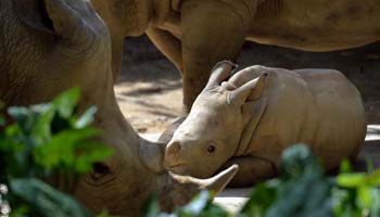 Animal babies making heart explode