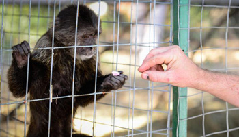49 abused and malnourished monkeys rescued from Johannesburg