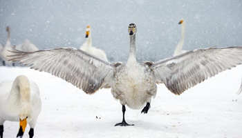 Swans seen at wetland on Yellow River
