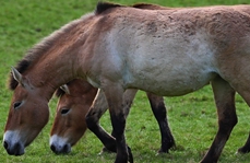 Europol says 66 arrested in horsemeat trade scandal investigation