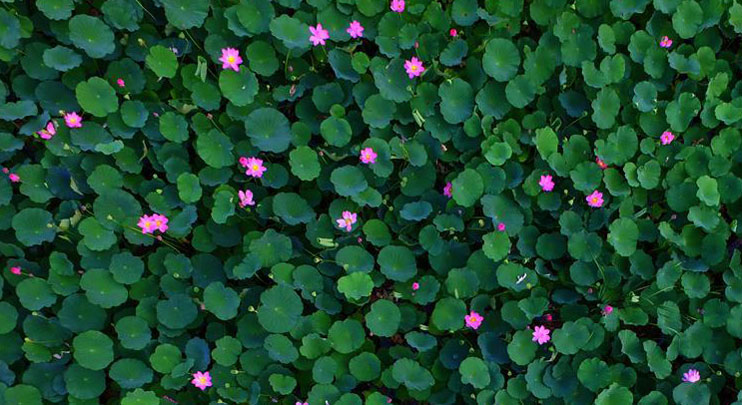 Lotus flowers blossom in north China's Hebei