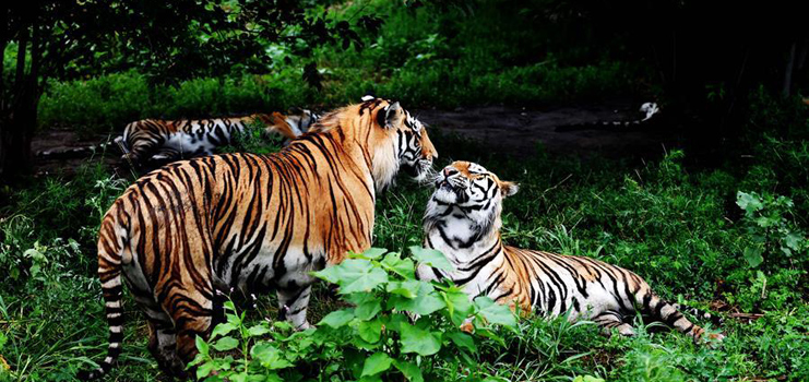 Life of Siberian tigers in NE China's Siberian Tiger Park