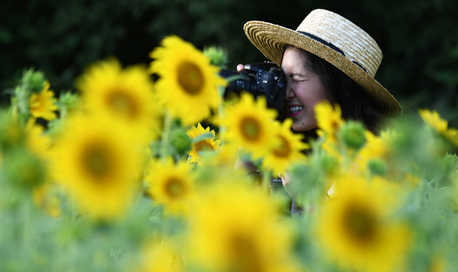 Visitors enjoy sunflowers in Maryland, U.S.