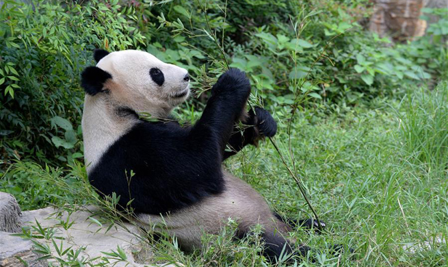 Life of panda "Mei Ling" at Nanchang Zoo in E China