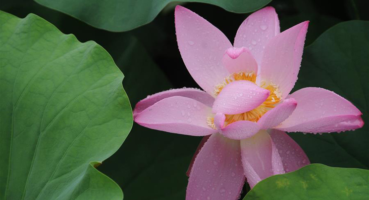In pics: lotus in rain in People's Park, C China's Henan