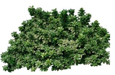 Shrub encroachment may reduce soil inorganic carbon storage: research