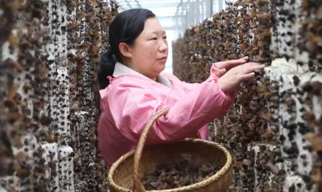 Small fungus, big industry | Stories shared by Xi Jinping