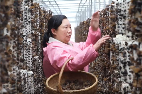 Small fungus, big industry | Stories shared by Xi Jinping